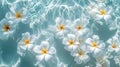 Floating Serenity: Frangipani Flowers on Transparent Ocean Waters Royalty Free Stock Photo