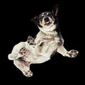 Floating shot of a Jack Russell Terrier