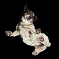 Floating shot of a Jack Russell Terrier