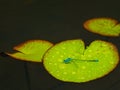 A neon blue damselfly rests gently on a green lilli pad drinking rain droplets