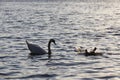 springtime on the lake with a lone Swan