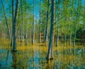 Floating swamp flowers surround Cypress trees in a Louisiana park