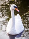 Floating swan Royalty Free Stock Photo