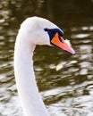 Floating swan Royalty Free Stock Photo