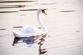 Floating swan Royalty Free Stock Photo