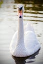 Floating swan Royalty Free Stock Photo