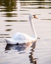 Floating swan Royalty Free Stock Photo