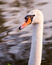 Floating swan Royalty Free Stock Photo