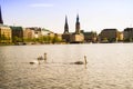 Floating swans on the Alster lake in the center of Hamburg.