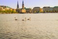 Floating swans on the Alster lake in the center of Hamburg.
