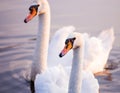 Floating swans Royalty Free Stock Photo