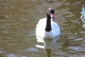 Floating swans swans