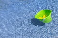 Floating toys in the swimming pool Royalty Free Stock Photo