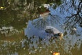 Floating turtle closeup