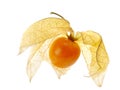 Floating vaporous physalis Royalty Free Stock Photo