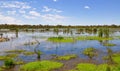 Floating Vegetation of the Beelier Wetlands, Western Australia Royalty Free Stock Photo