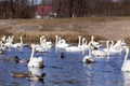 floating on the water a group of white Swan Royalty Free Stock Photo