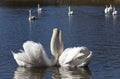 floating on the water a group of white Swan Royalty Free Stock Photo