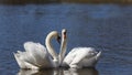 floating on the water a group of white Swan Royalty Free Stock Photo