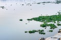 Floating water hyacinth or eichhornia plant over the river in the evening Royalty Free Stock Photo