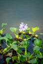 Floating water hyacinth. Royalty Free Stock Photo