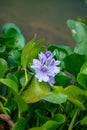 Floating water hyacinth. Royalty Free Stock Photo