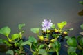 Floating water hyacinth. Royalty Free Stock Photo