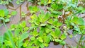 Fresh floating Water Hyacinth Royalty Free Stock Photo