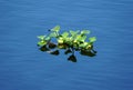 Floating water hyacinth plants near Everglades, Florida, U.S.A Royalty Free Stock Photo