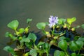 Floating water hyacinth. Royalty Free Stock Photo