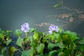 Floating water hyacinth. Royalty Free Stock Photo