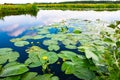 Floating water lilies in Dutch polder landscape Royalty Free Stock Photo