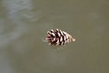 Floating on the water pine cone. fallen from a tree