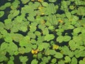 Floating water plants Royalty Free Stock Photo