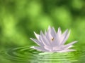 Floating waterlily