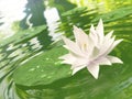 Floating waterlily