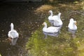 Floating white ducks on the lake Royalty Free Stock Photo