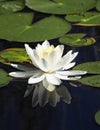 Floating white water lily with reflection Royalty Free Stock Photo