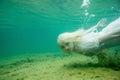 A floating woman. Underwater portrait. Girl in white dress swimming in the lake. Green marine plants, water Royalty Free Stock Photo