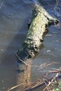 Floating wood on the River Dee.