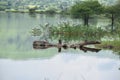 Floating Wood in River with Mirror effect