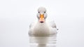 Fantasy Wildlife Photography: White Duck In Minimalist Portrait Style