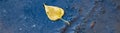 Floating yellow leaf Royalty Free Stock Photo