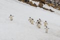 Flock of Adelie penguins walk down snowy hill