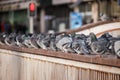 Flock of adorable Feral pigeons perched on the top of rusty bridge railing on blur background
