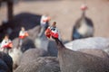 A flock of adult birds - guineafowl afternoon walks on a pasture in the aviary on the farm. Royalty Free Stock Photo