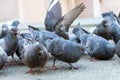 Flock of adult pigeons eating the grains from the ground. Royalty Free Stock Photo