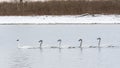 Flock of adult trumpeter swans (Cygnus Buccinator) swimming in a lake