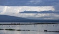 African flamingos in Lake Nakuru at sunset