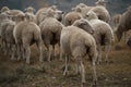 Flock of African Merino Sheep